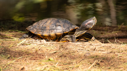 Obraz premium Turtle at the Zoo, a beautiful turtle sunbathing in the morning at a zoo in Brazil, natural light, selective focus.