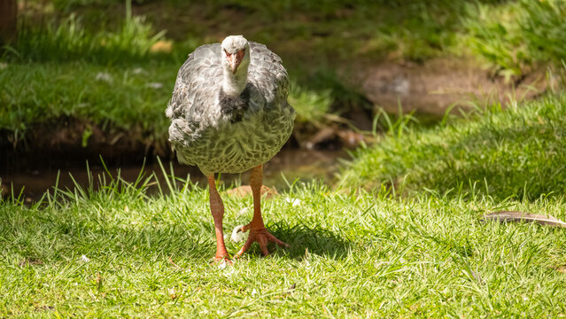 Tach&atilde; (Chauna torquata) at a Zoo, Tach&atilde; in its environment in the morning at a Zoo in Brazil, natural light, selective focus.
