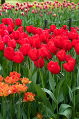 Fototapeta premium Red and orange tulips, flowers along pathway. Green trees in background.