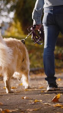 Prosperous family following pathway with dog in autumn park