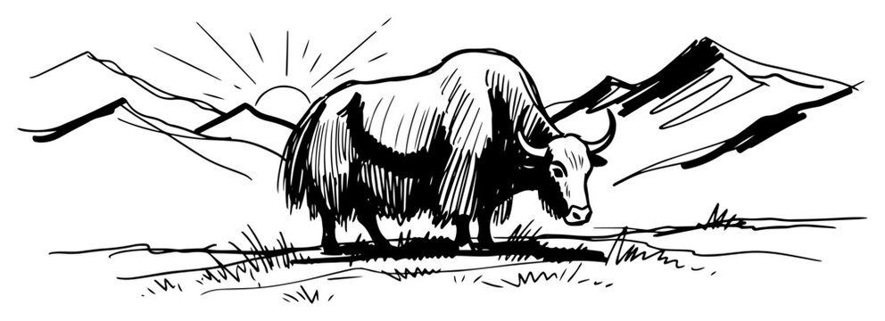 Himalayan yak in mountain valley at sunrise hand drawn line art vector illustration