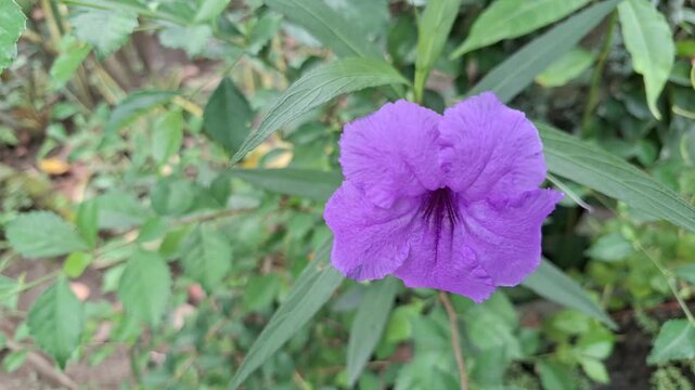 Ruellia simplex Mexican petunia purple flower close up video botanical garden nature flora outdoors high quality cinematic shot of blooming Britton wild petunia plant.
