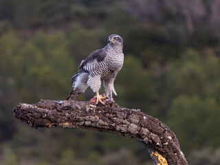 Goshawk, Accipiter gentilis