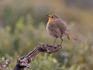 Robin, Erithacus rubecula