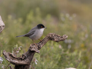Sardinian warbler, Curruca melanocephala