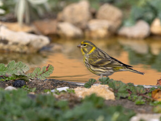 Fototapeta premium Serin, Serinus serinus