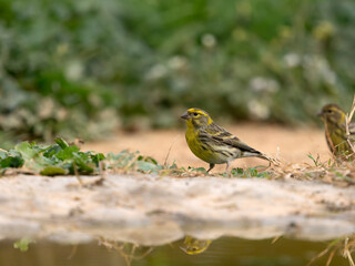 Serin, Serinus serinus