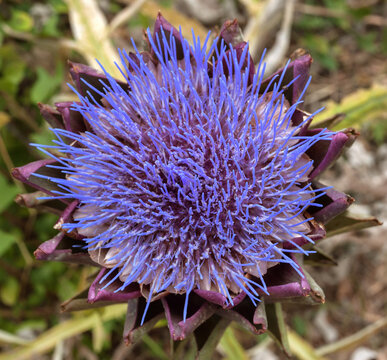 flowering artichoke (Cynara cardunculus), top view close-up
