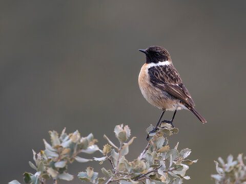 Iberian stonechat, Saxicola rubicola
