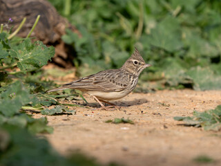 Thekla lark, Galerida theklae