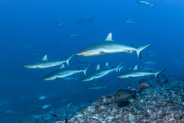 Obraz premium Grey reef shark, French Polynesia 