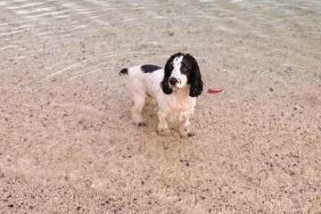 Wet Russian spaniel standing in the shallow sea near the pebble beach in Herceg Novi Montenegro