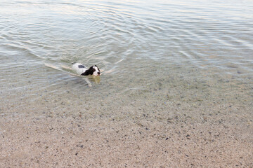 Russian spaniel swimming in clear shallow sea water in the Bay of Kotor Montenegro
