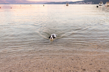 Russian spaniel swimming in clear shallow sea water in the Bay of Kotor Montenegro