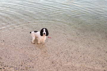 Wet Russian spaniel standing in the shallow sea near the pebble beach in Herceg Novi Montenegro