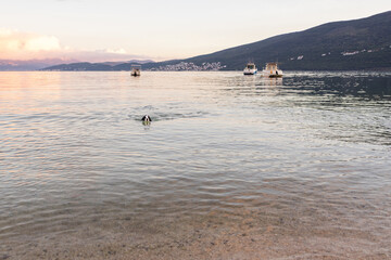 Russian spaniel swimming in clear shallow sea water in the Bay of Kotor Montenegro