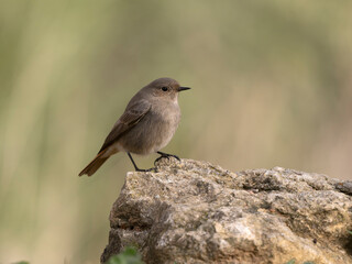 Black redstart, Phoenicurus ochruros