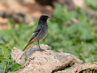 Obraz premium Black redstart, Phoenicurus ochruros
