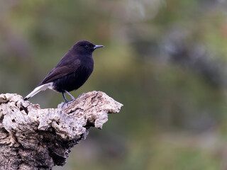 Obraz premium Black wheatear, Oenanthe leucura