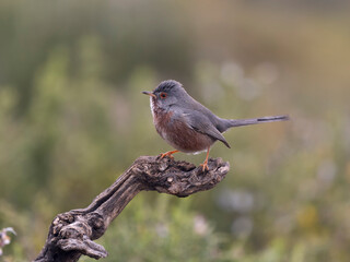 Dartford warbler, Sylvia undata