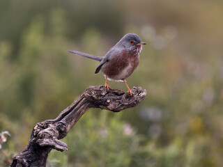 Dartford warbler, Sylvia undata