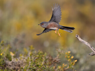 Dartford warbler, Sylvia undata