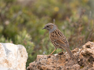 Dunnock or Hedge sparrow, Prunella modularis,