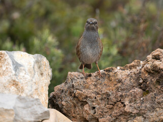 Dunnock or Hedge sparrow, Prunella modularis,