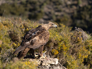 Golden eagle, Aquila chrysaetos