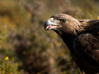 Golden eagle, Aquila chrysaetos