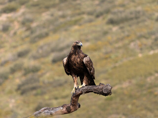 Golden eagle, Aquila chrysaetos