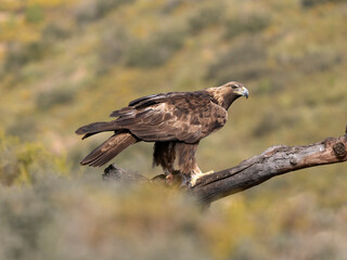 Golden eagle, Aquila chrysaetos
