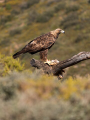 Golden eagle, Aquila chrysaetos