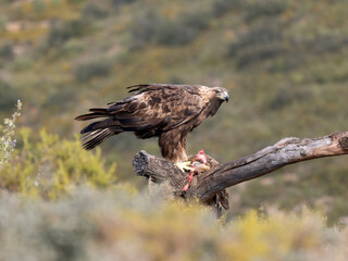 Golden eagle, Aquila chrysaetos