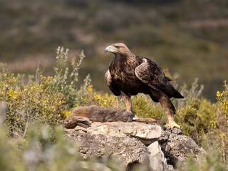 Golden eagle, Aquila chrysaetos
