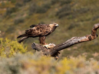 Golden eagle, Aquila chrysaetos