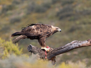 Golden eagle, Aquila chrysaetos
