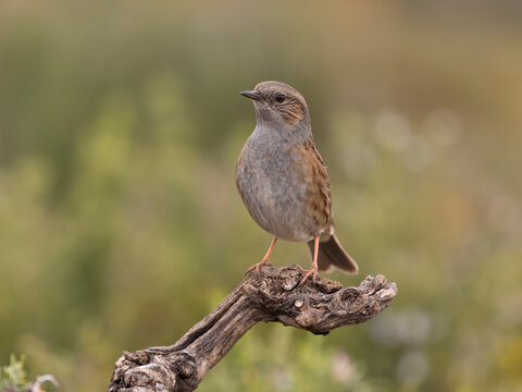 Dunnock or Hedge sparrow, Prunella modularis,
