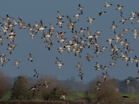 Eurasian wigeon, Anas penelope