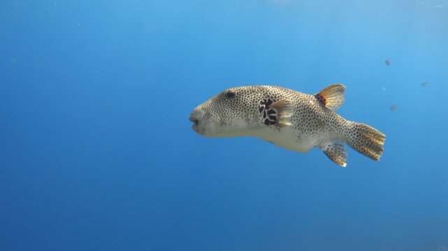 Stellate puffer fish in the sea underwater