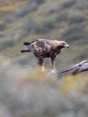 Golden eagle, Aquila chrysaetos