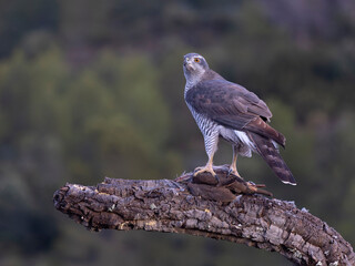 Goshawk, Accipiter gentilis