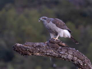 Goshawk, Accipiter gentilis