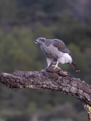 Goshawk, Accipiter gentilis