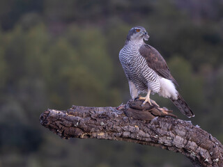 Goshawk, Accipiter gentilis