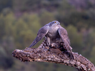 Goshawk, Accipiter gentilis