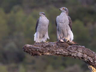 Goshawk, Accipiter gentilis