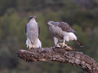 Goshawk, Accipiter gentilis