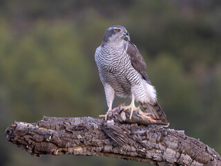 Goshawk, Accipiter gentilis