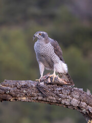 Goshawk, Accipiter gentilis